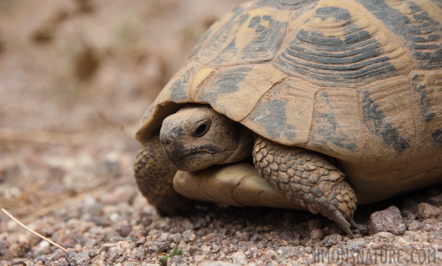 Albanien - Testudo hermanni boettgeri [210 mm, 1/500 Sek. bei f / 8.0, ISO 800]